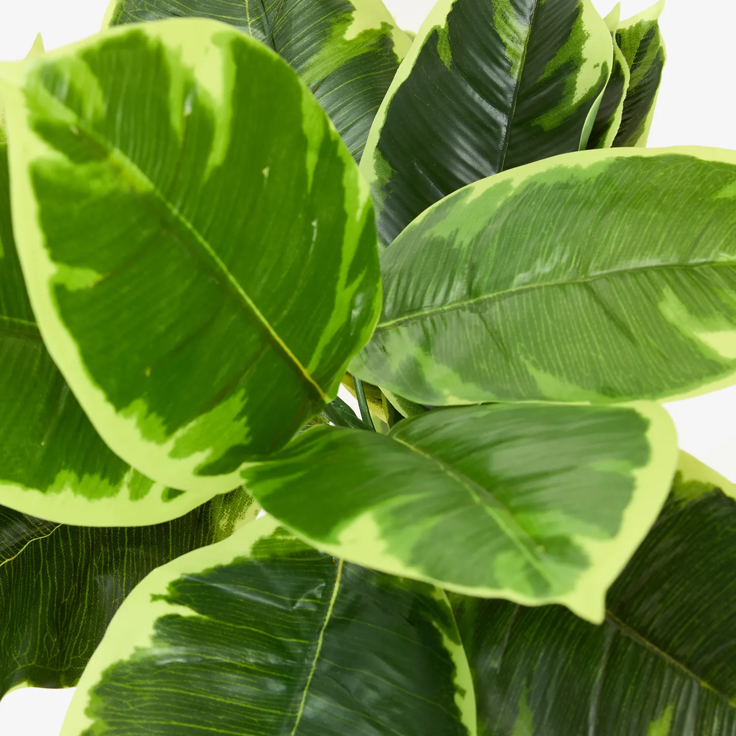 Planta artificial en maceta Ficus 145cm